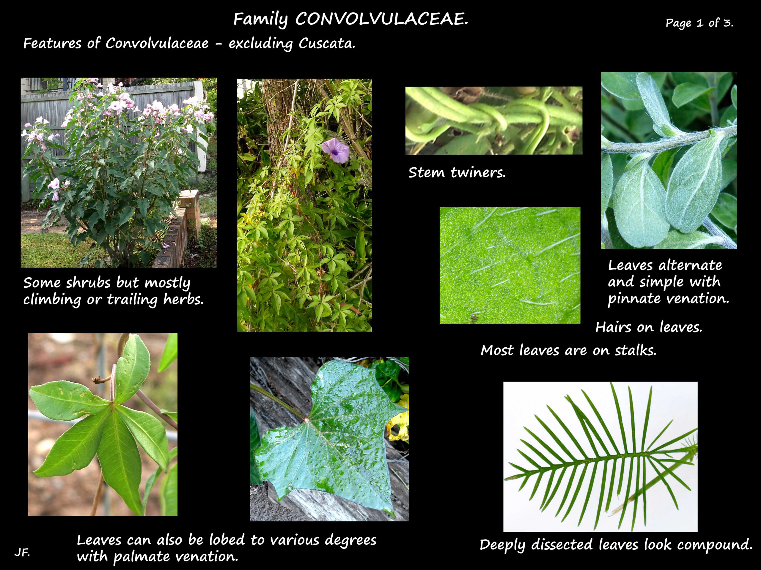 1 Concolvulaceae leaves